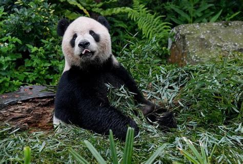 食鐵獸蚩尤|熊貓這麼可愛為什麼古代會叫它「食鐵獸」，熊貓真的會「吃鐵」。